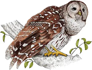 Rain Prints: Barred Owl