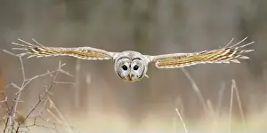 Flight Prints: Barred Owl in Flight