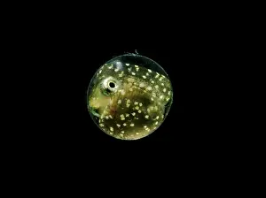 Breeding Prints: Barrens Topminnow (Fundulus julisia)