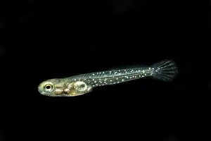 Breeding Prints: Barrens Topminnow (Fundulus julisia)