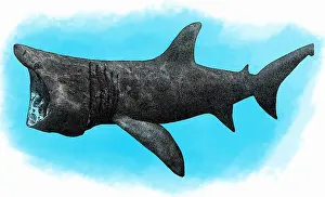 Basking Prints: Basking Shark, Illustration