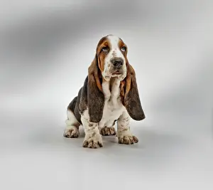 Puppy Prints: Basset hound