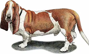 Purebreed Prints: Basset hound