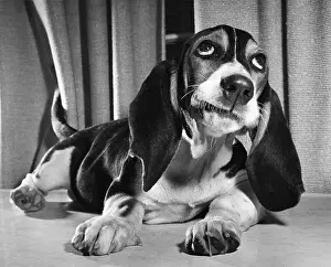 Indoor Prints: Basset Hound puppy