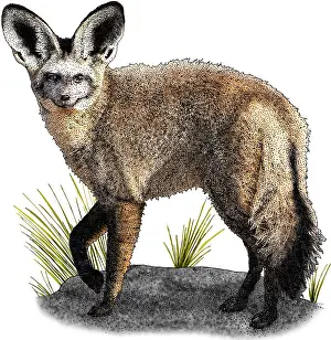Bats Prints: Bat Eared Fox