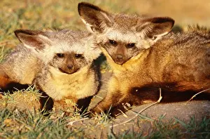 Africa Prints: Bat-eared foxes, Tanzania