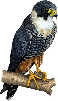 Bats Prints: Bat falcon