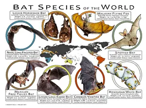Prints: Bat Species of the World