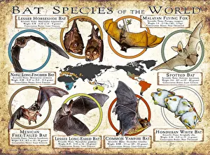 Flying Prints: Bat Species of the World
