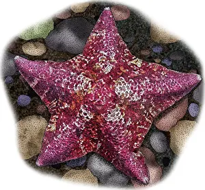 Star Prints: Bat Star, Illustration