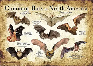 Spotted Prints: Bats of North America