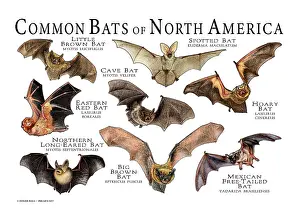 Poster Prints: Bats of North America