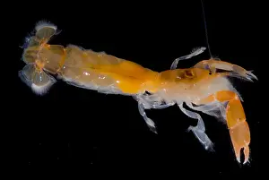Ghost Prints: Bay Ghost Shrimp