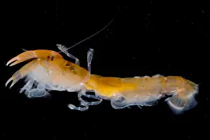 Ghost Prints: Bay Ghost Shrimp