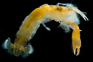 California Prints: Bay Ghost Shrimp