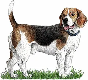 Beagle Prints: Beagle
