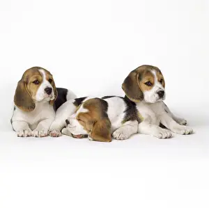 2014 Prints: Beagle puppies, row of three, second asleep