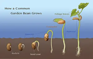 Root Prints: Bean Seed Germination, Illustration