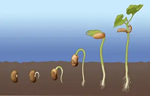 Development Prints: Bean Seed Germination, Illustration
