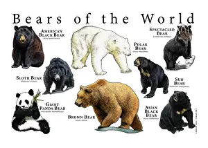 Maps Prints: Bear Species