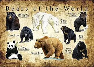 Maps Prints: Bear Species