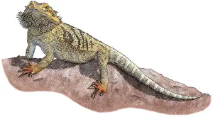 Lizards Prints: Bearded Dragon