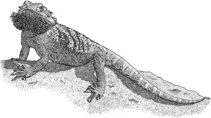 Lizards Prints: Bearded Dragon
