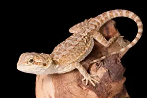 Lizard Prints: Bearded Dragon (Pagona)