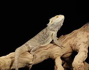 Dragon Prints: Bearded Dragon (Pagona) full body