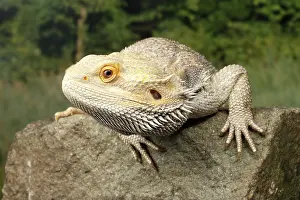 Rock Prints: Bearded Dragon (Pagona) on a rock