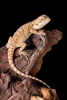 Lizard Prints: Bearded Dragon (Pogona)
