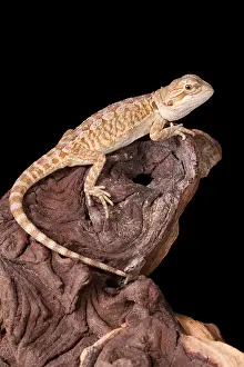 Many Science & Medical Prints: Bearded Dragon (Pogona)