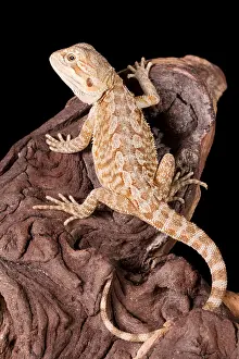 Many Science & Medical Prints: Bearded Dragon (Pogona)
