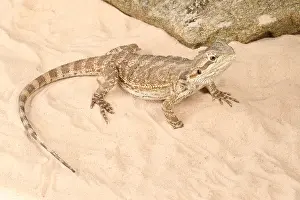 Dragon Prints: Bearded Dragon (Pogona sp.)
