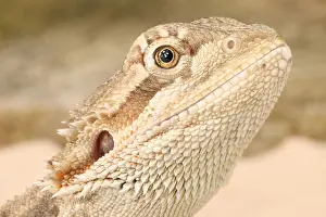Dragon Prints: Bearded Dragon (Pogona sp.)