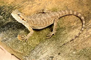 Lizard Prints: Bearded Dragon (Pogona sp.)