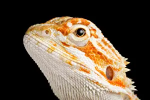 Lizard Prints: Bearded Dragon (Pogona sp.) portrait