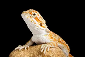 Rock Prints: Bearded Dragon (Pogona sp.) on Rock
