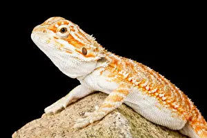 Rock Prints: Bearded Dragon (Pogona sp.) on Rock
