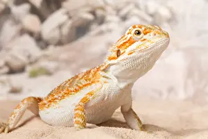 Lizard Prints: Bearded Dragon (Pogona sp.) on sand