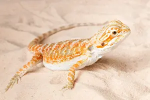 Lizard Prints: Bearded Dragon (Pogona sp.) on sand