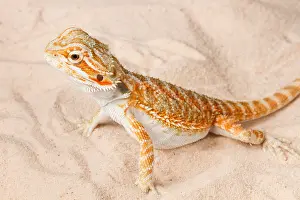 Lizard Prints: Bearded Dragon (Pogona sp.) on sand