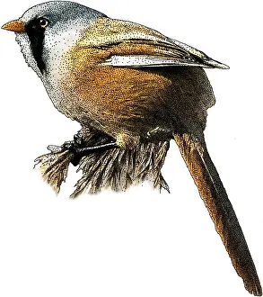 Europe Prints: Bearded Reedling
