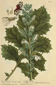 Illustrator Prints: Bear's Breech, Medicinal Plant, 1737