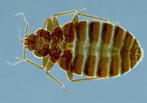 Sems Prints: Bedbug, Cimex Lectularius, under a microscope (SEM)