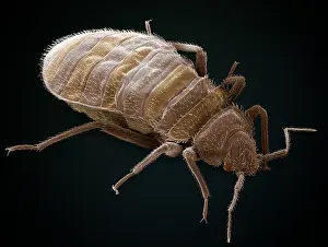 Mixed Science Images Prints: Bedbug, Cimex Lectularius, under a microscope (SEM)