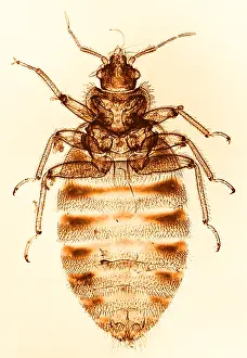 Beds Prints: Bedbug, light micrograph