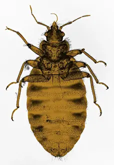 Bedbug, light micrograph