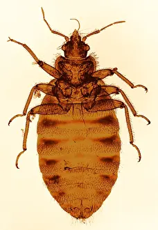 Beds Prints: Bedbug, light micrograph