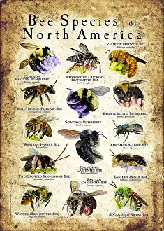 Maps Prints: Bee Species of North America